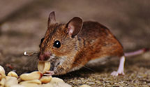 24 Hour & Emergency Exterminators in Davisville, WV